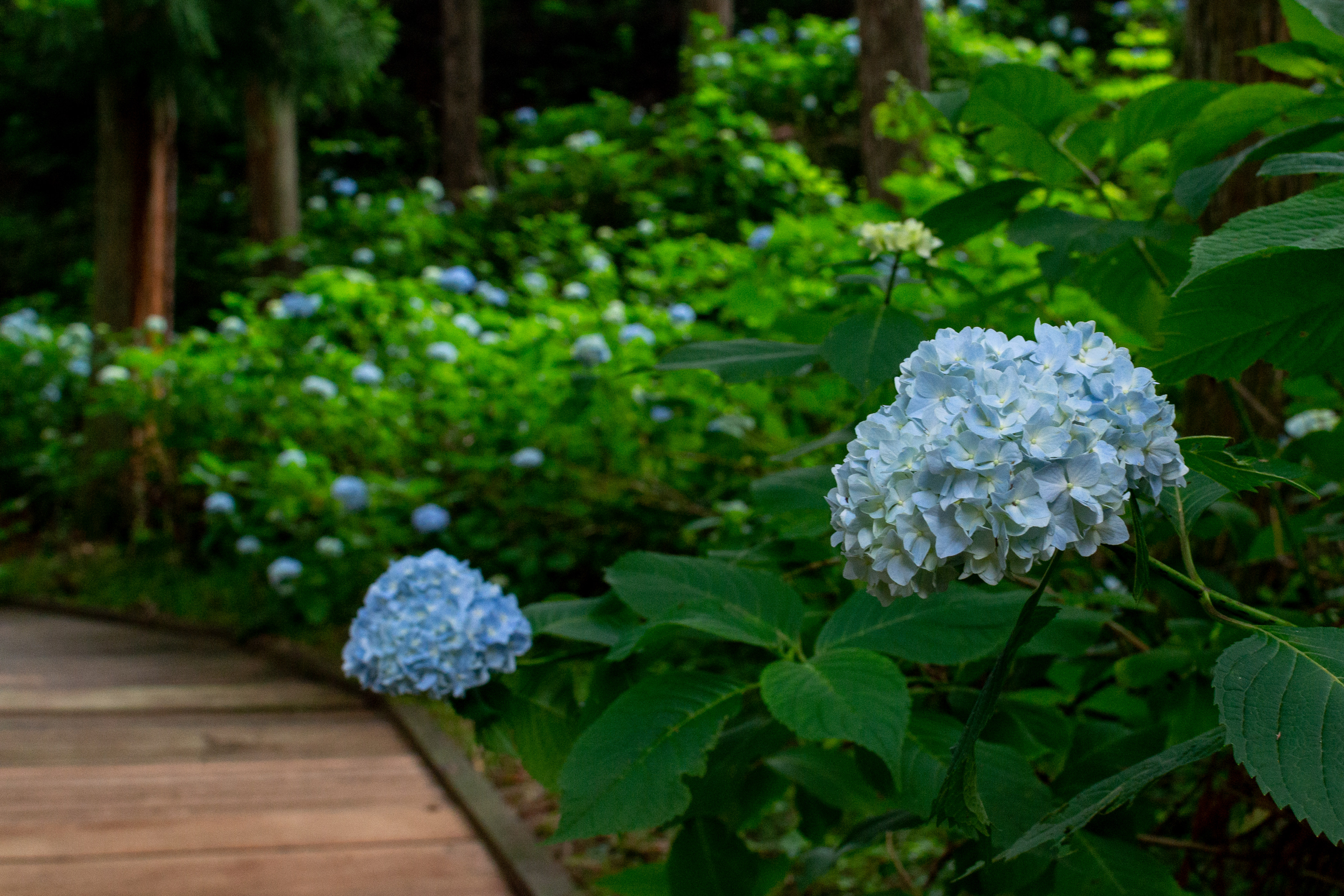 木道沿いの紫陽花 アジサイ公園 の写真素材 ぱくたそ