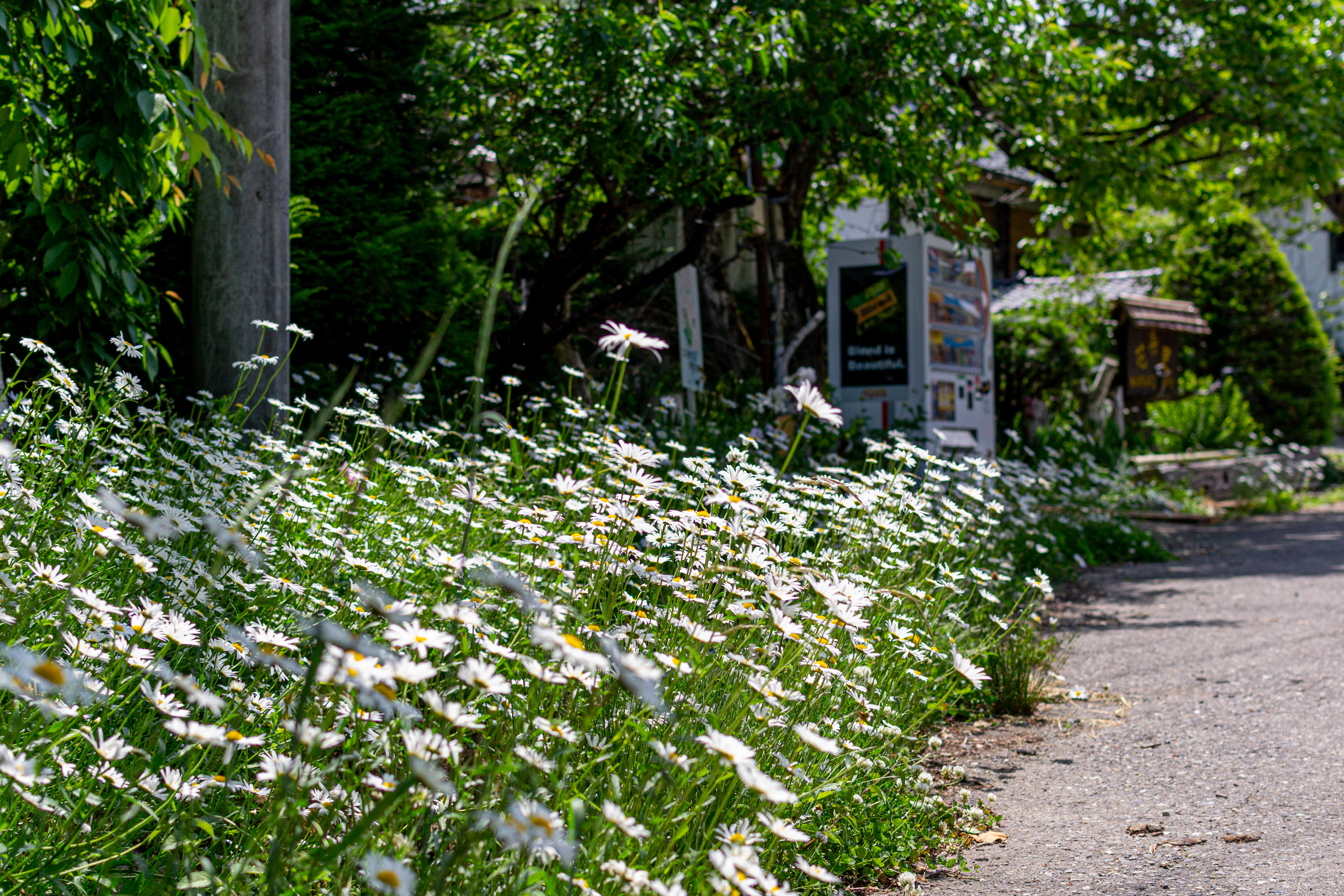 道端 に 咲い てる 白い 花