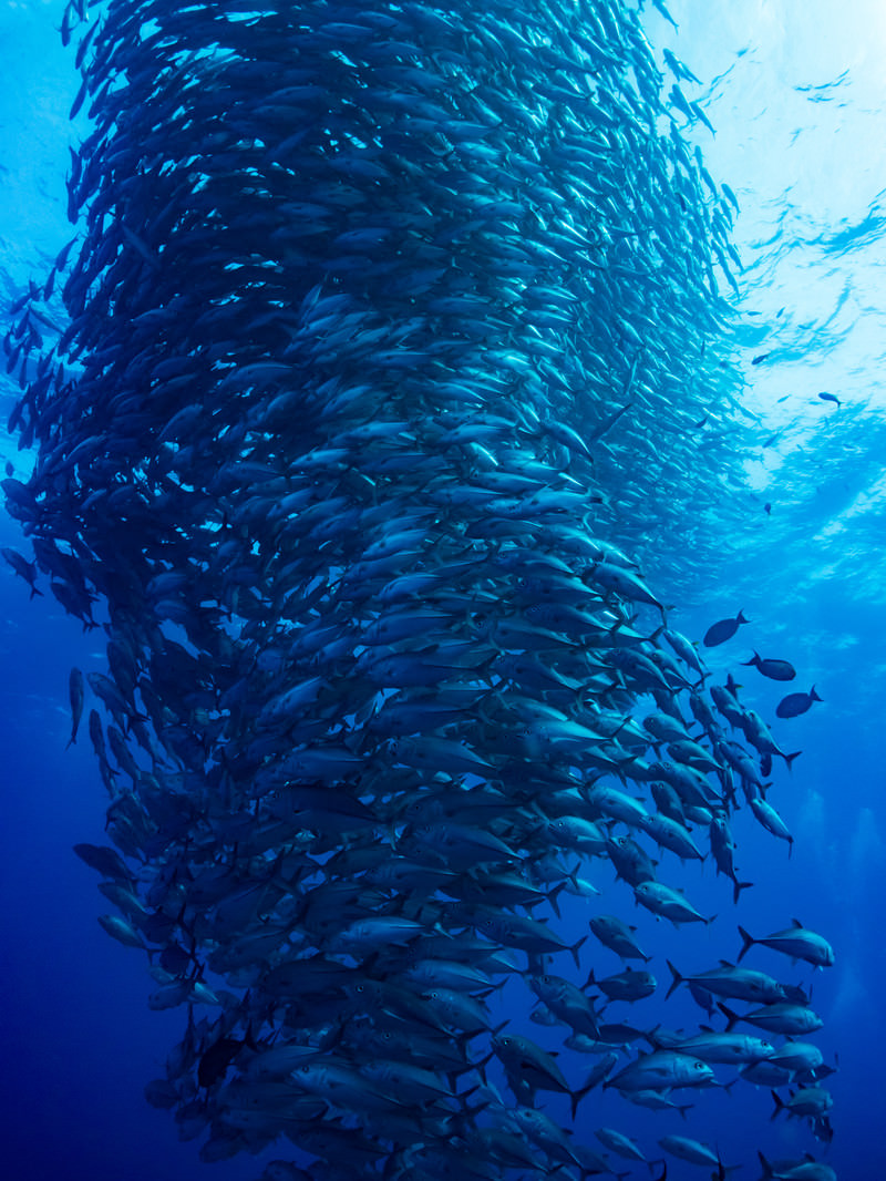 「目の前に広がる魚の群れ（ギンガメアジ）」の写真