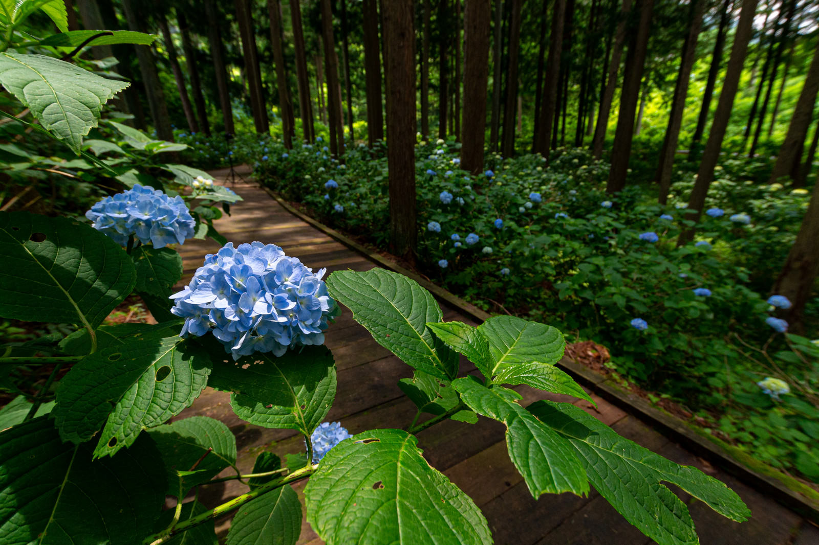 紫陽花と木道 アジサイ公園 の写真素材 ぱくたそ