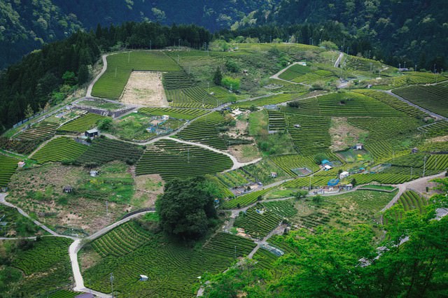 天空の茶畑と呼ばれる岐阜県上ケ流地区