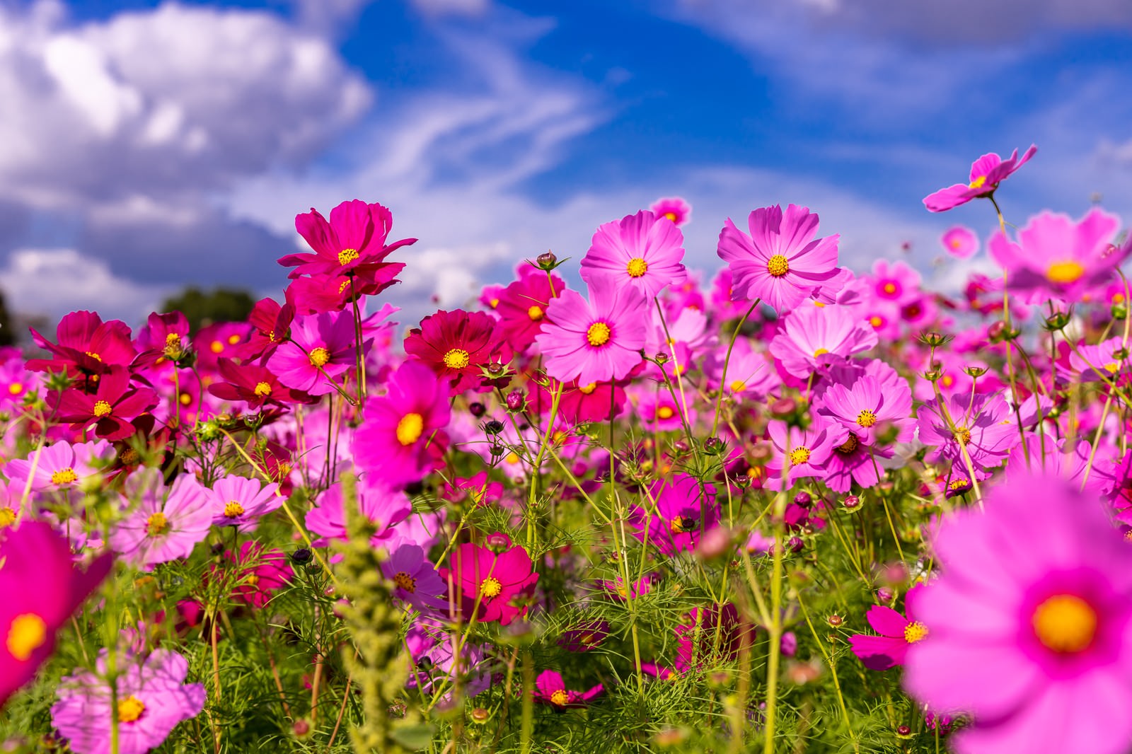 色鮮やかに咲き誇る秋桜の写真 画像 を無料ダウンロード フリー素材のぱくたそ