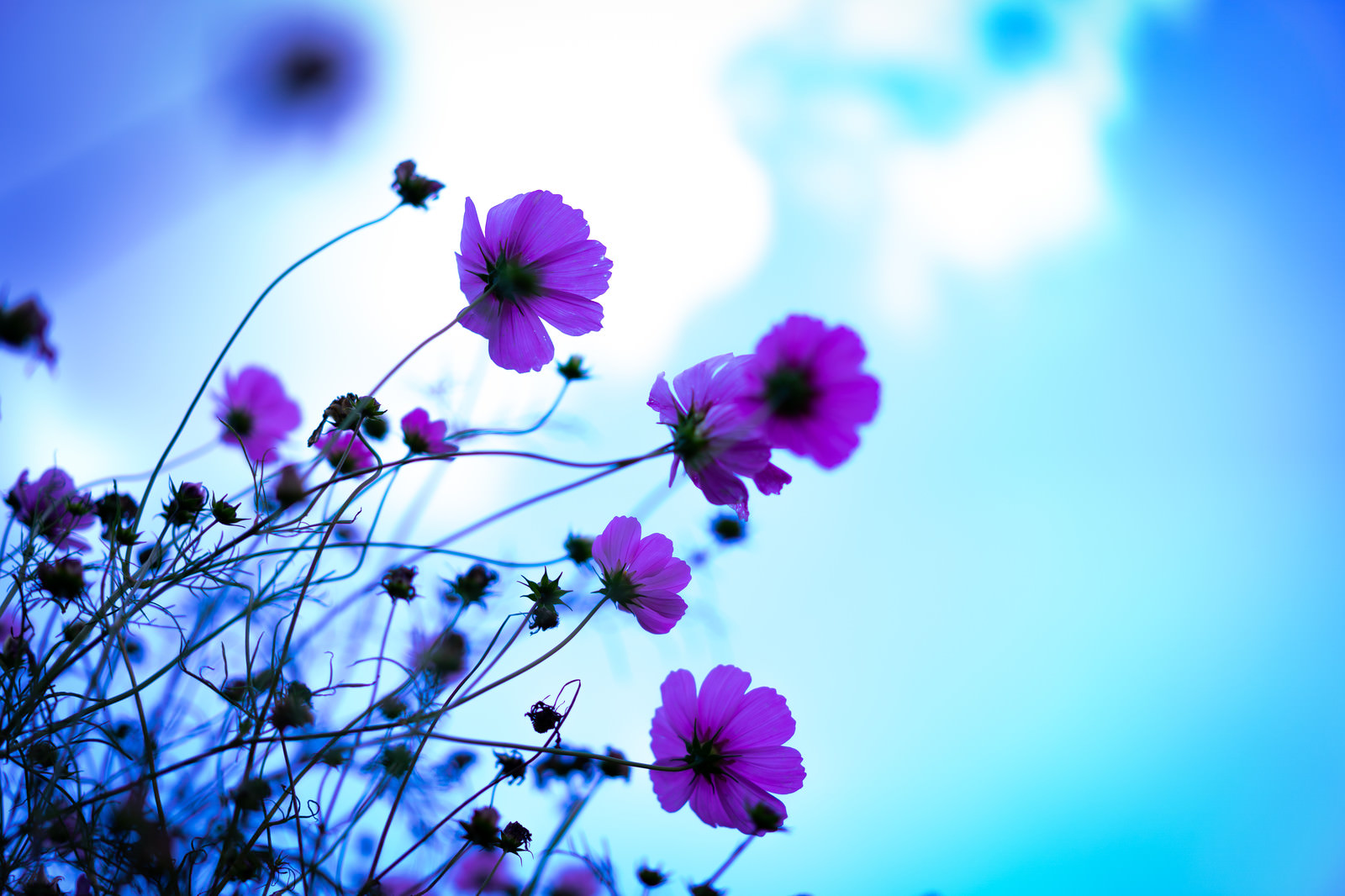 ãéç©ºãéããã³ã¹ã¢ã¹ã®è±å¼ãã®åç