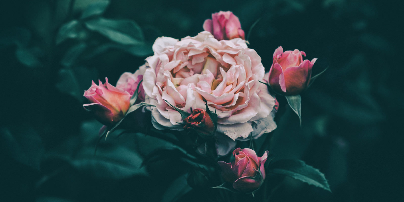 花びらが痛むバラの写真 画像 を無料ダウンロード フリー素材のぱくたそ 花びらが痛むバラの写真 画像 を無料ダウンロード フリー素材のぱくたそ