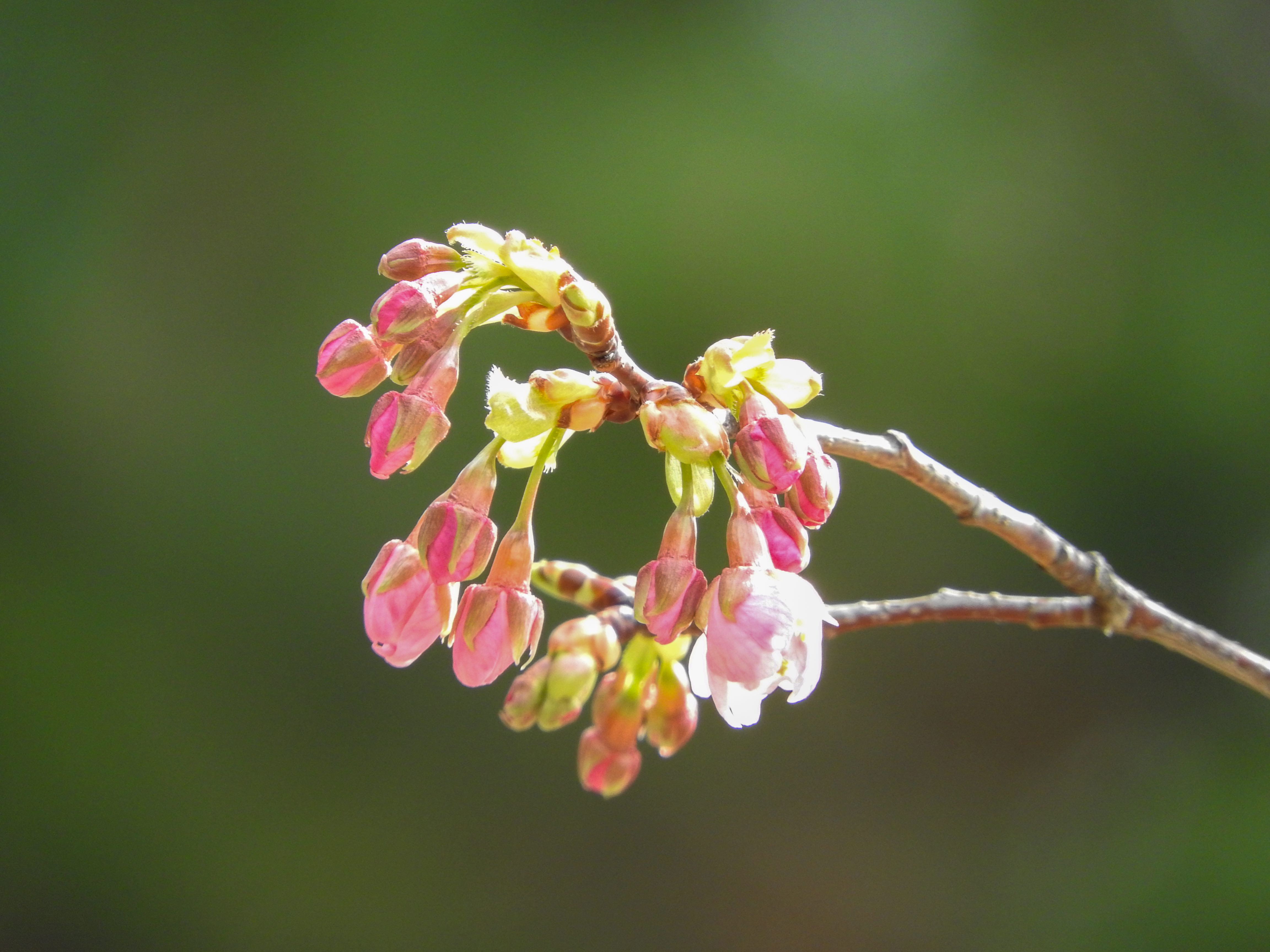 花開き始めた河津桜の写真素材 ぱくたそ