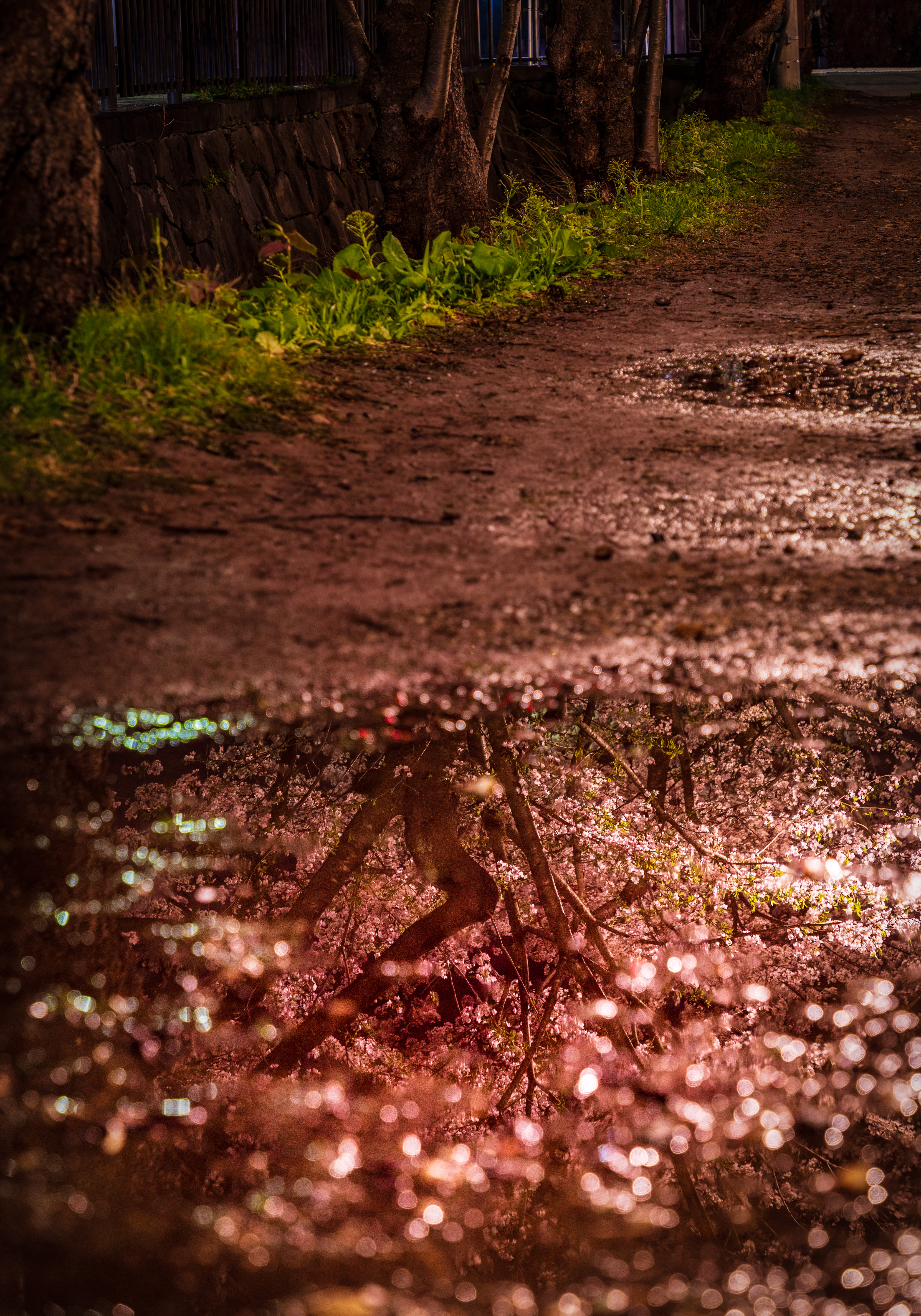 水たまりの中に咲く桜の写真を無料ダウンロード フリー素材 ぱくたそ