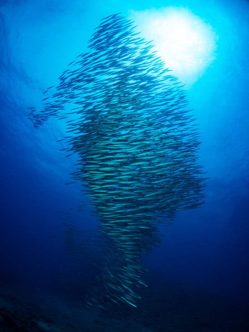 ひとつの魚のように群れて泳ぐホソカマスの写真素材を拡大 トリミング加工 ぱくたそ ひとつの魚のように群れて泳ぐホソカマスの写真素材を拡大 トリミング加工 ぱくたそ