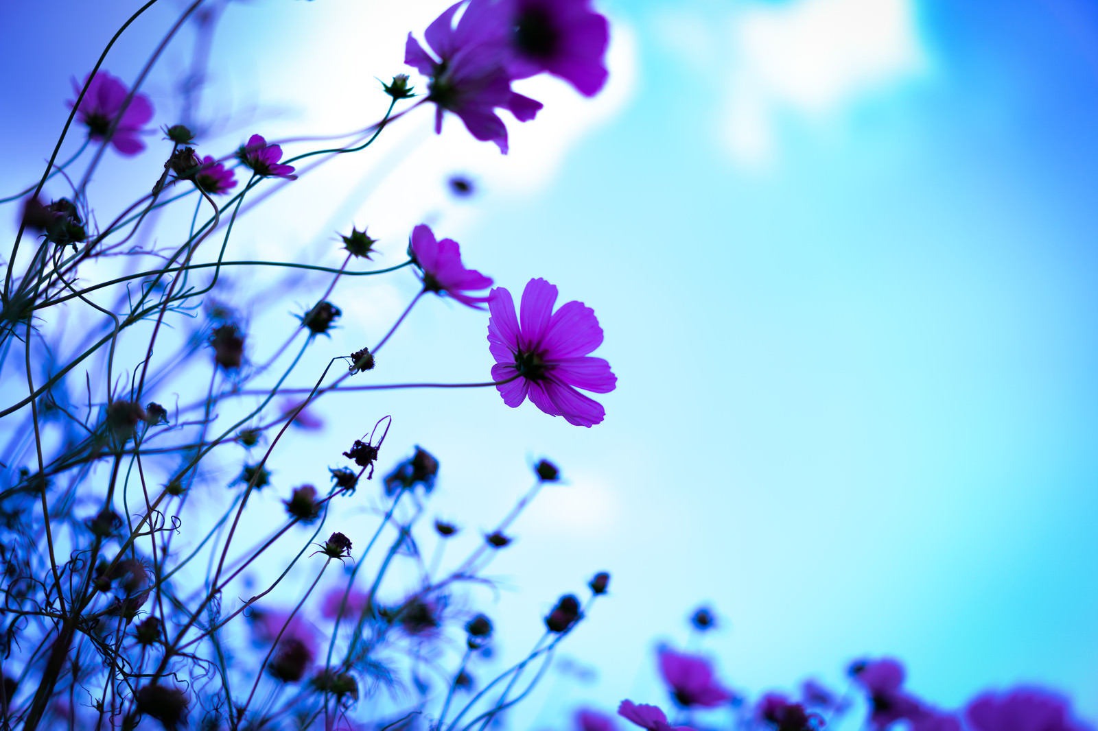 青空に浮かぶコスモスの花の写真素材 ぱくたそ