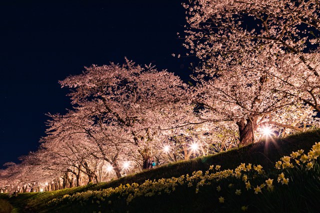 角館桧木内川堤防の夜桜