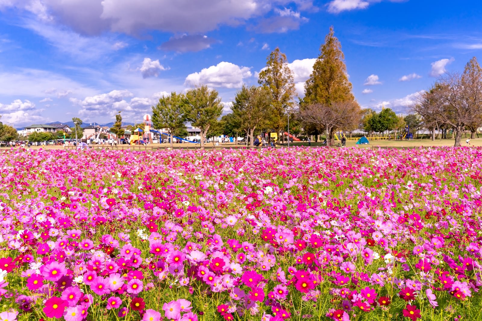 公園を彩るコスモスの花畑のフリー素材 ぱくたそ