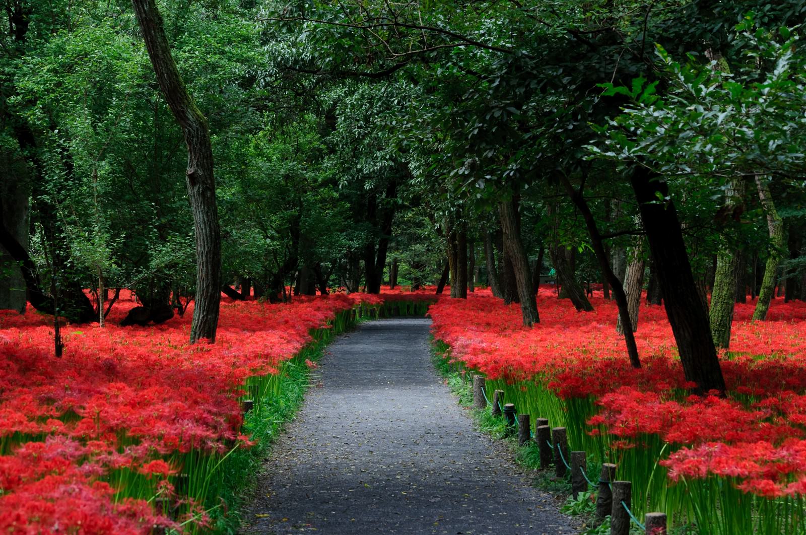 癒し効果抜群 花をモチーフにした高画質壁紙画像30選 写真まとめサイト Pictas