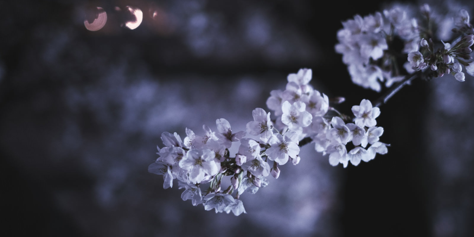 「夜の桜 | フリー素材のぱくたそ」の写真