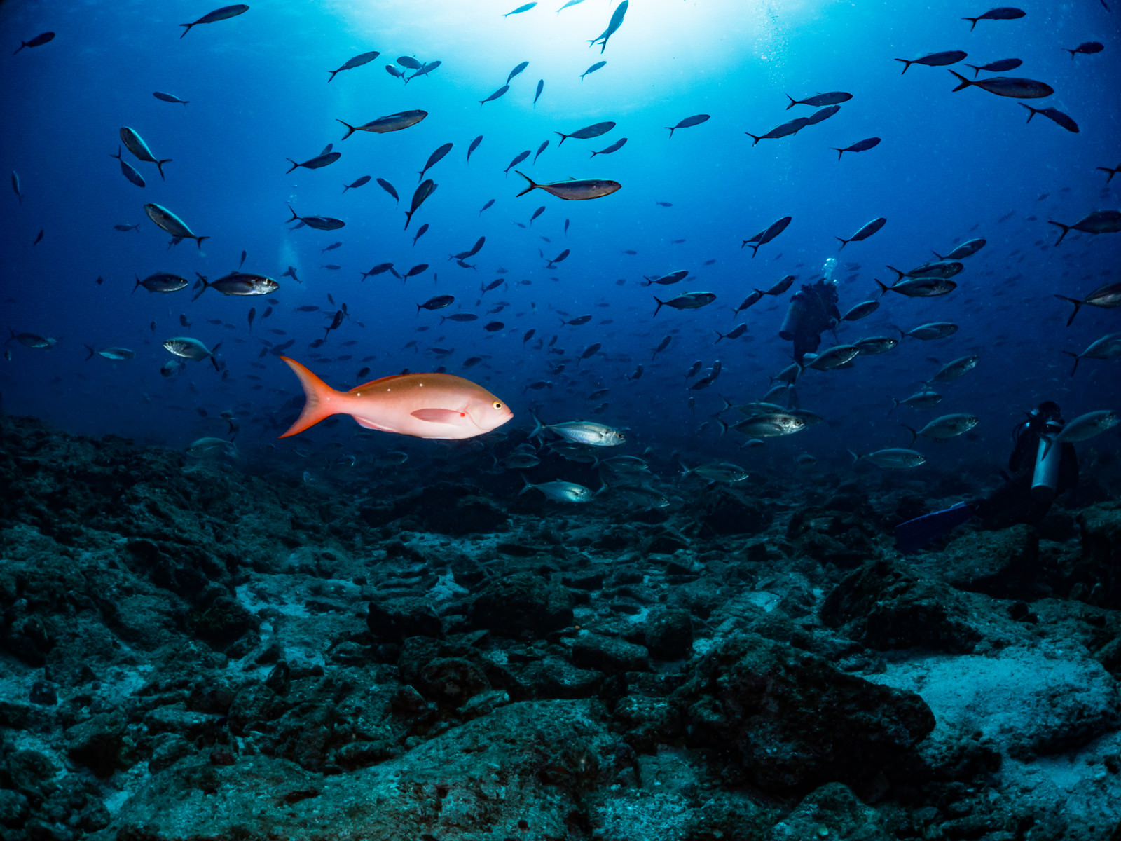 「ラパスを泳ぐ魚の群れの中にいるパシフィッククレオレフィッシュ（メキシコ） | フリー素材のぱくたそ」の写真