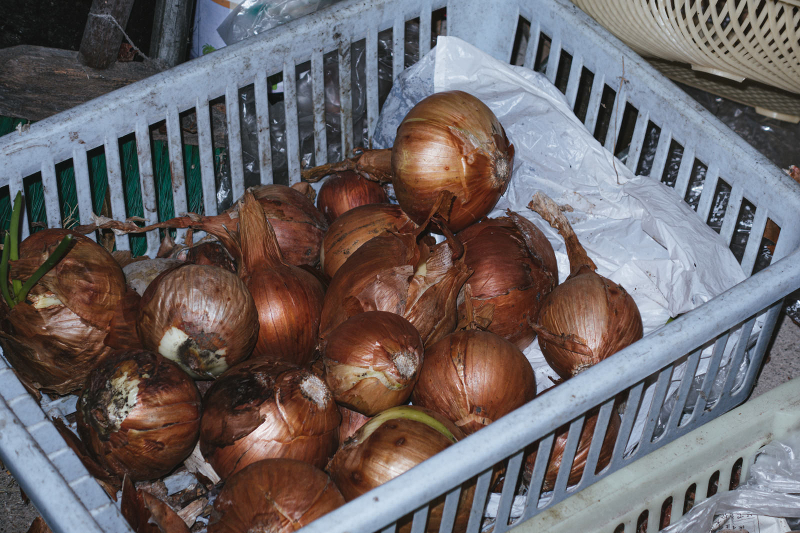 収穫した玉葱の写真素材 ぱくたそ