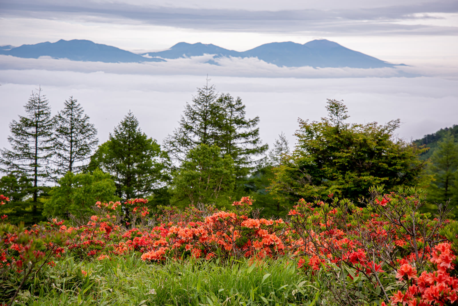 「美ヶ原のレンゲツツジと雲海 | フリー素材のぱくたそ」の写真