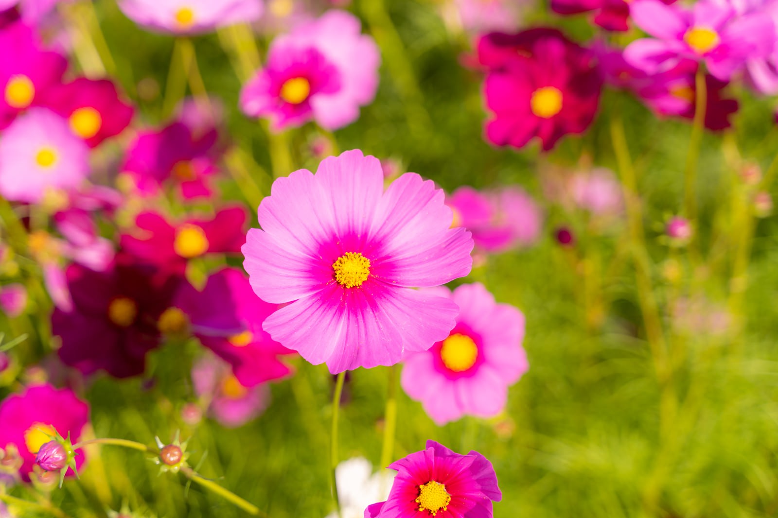 花開く秋桜の写真を無料ダウンロード フリー素材 ぱくたそ