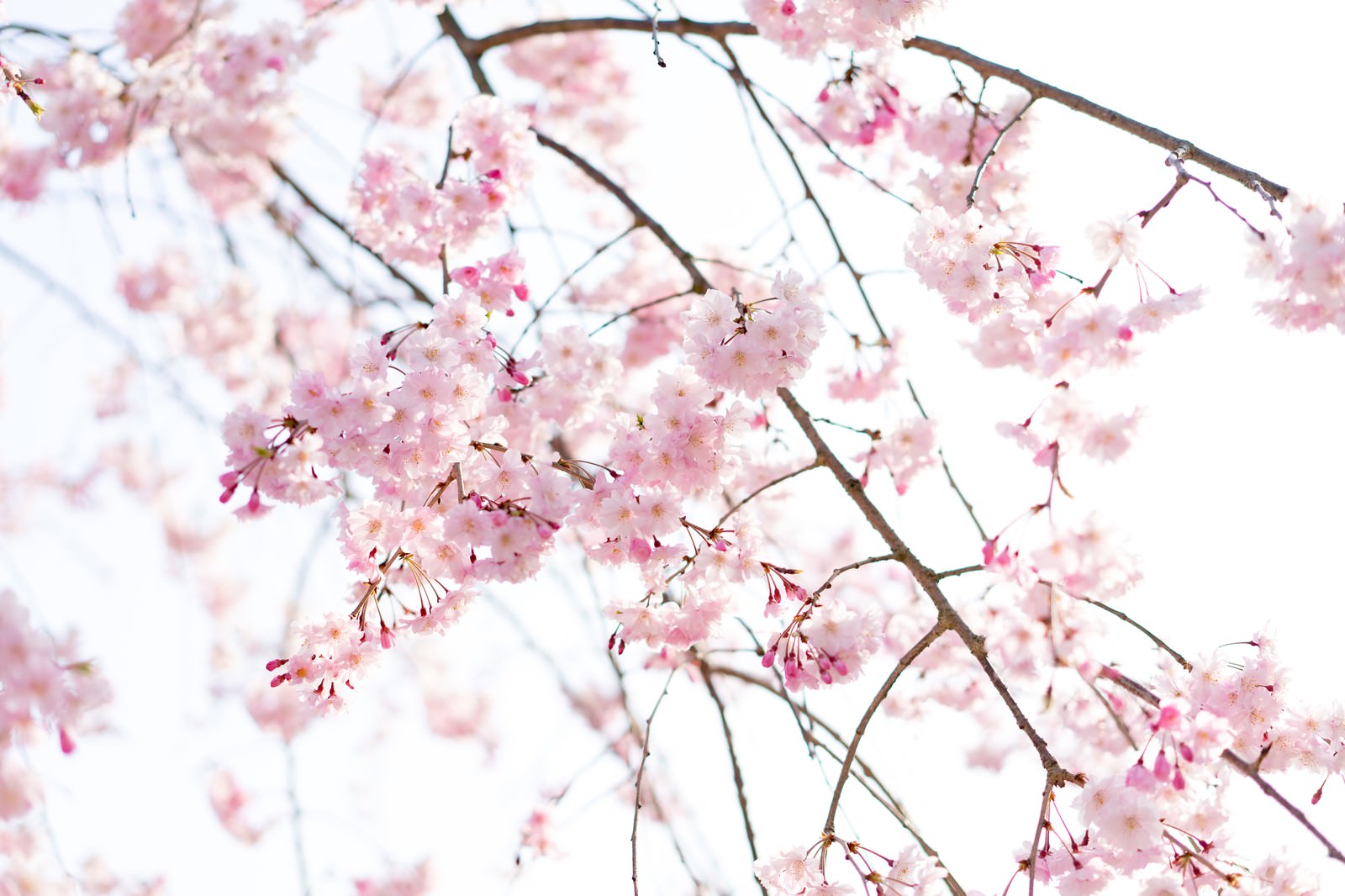 さくらの花 フリー素材のぱくたそ