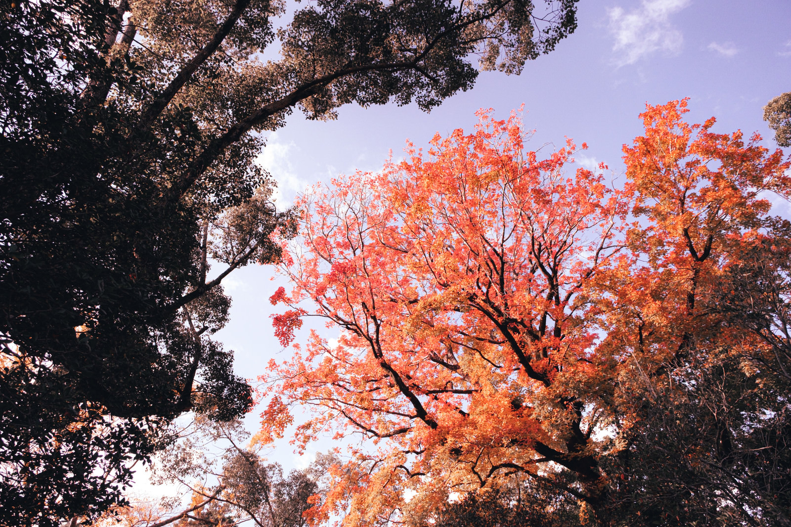 紅葉した木々と空の写真素材 ぱくたそ