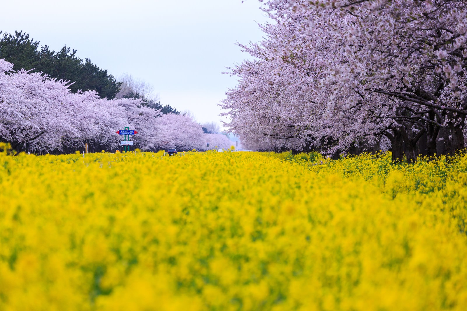 桜と菜の花の境界線の写真 画像 フリー素材 ぱくたそ