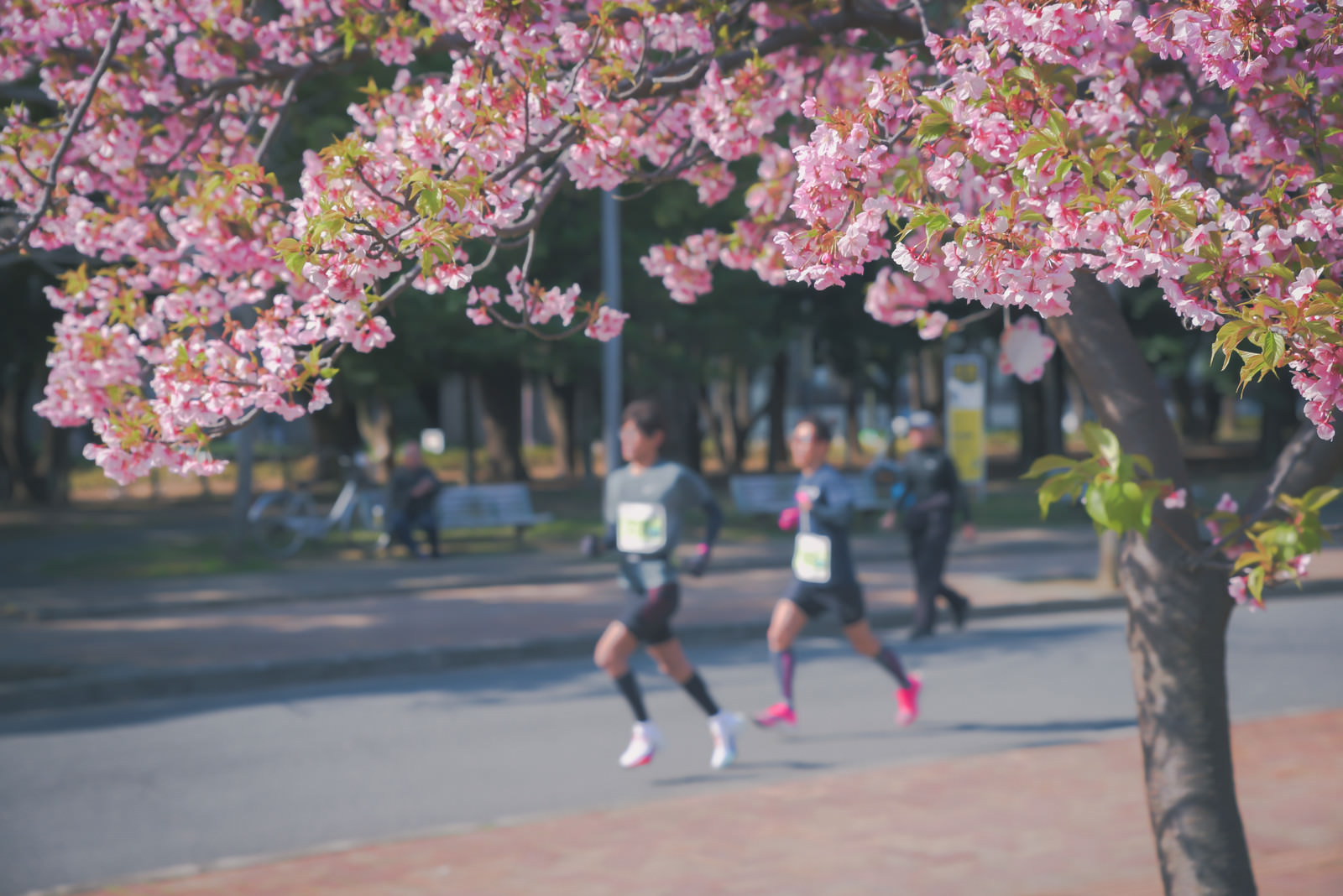 「桜の季節とランナー」の写真