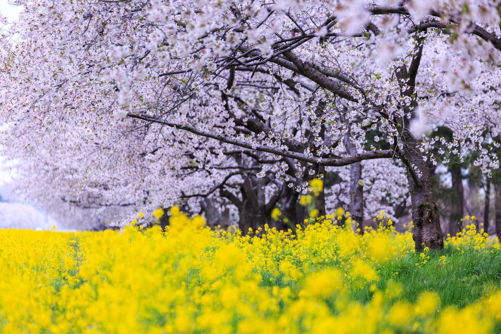 「大潟村菜の花ロード大潟村菜の花ロード」のフリー写真素材を拡大