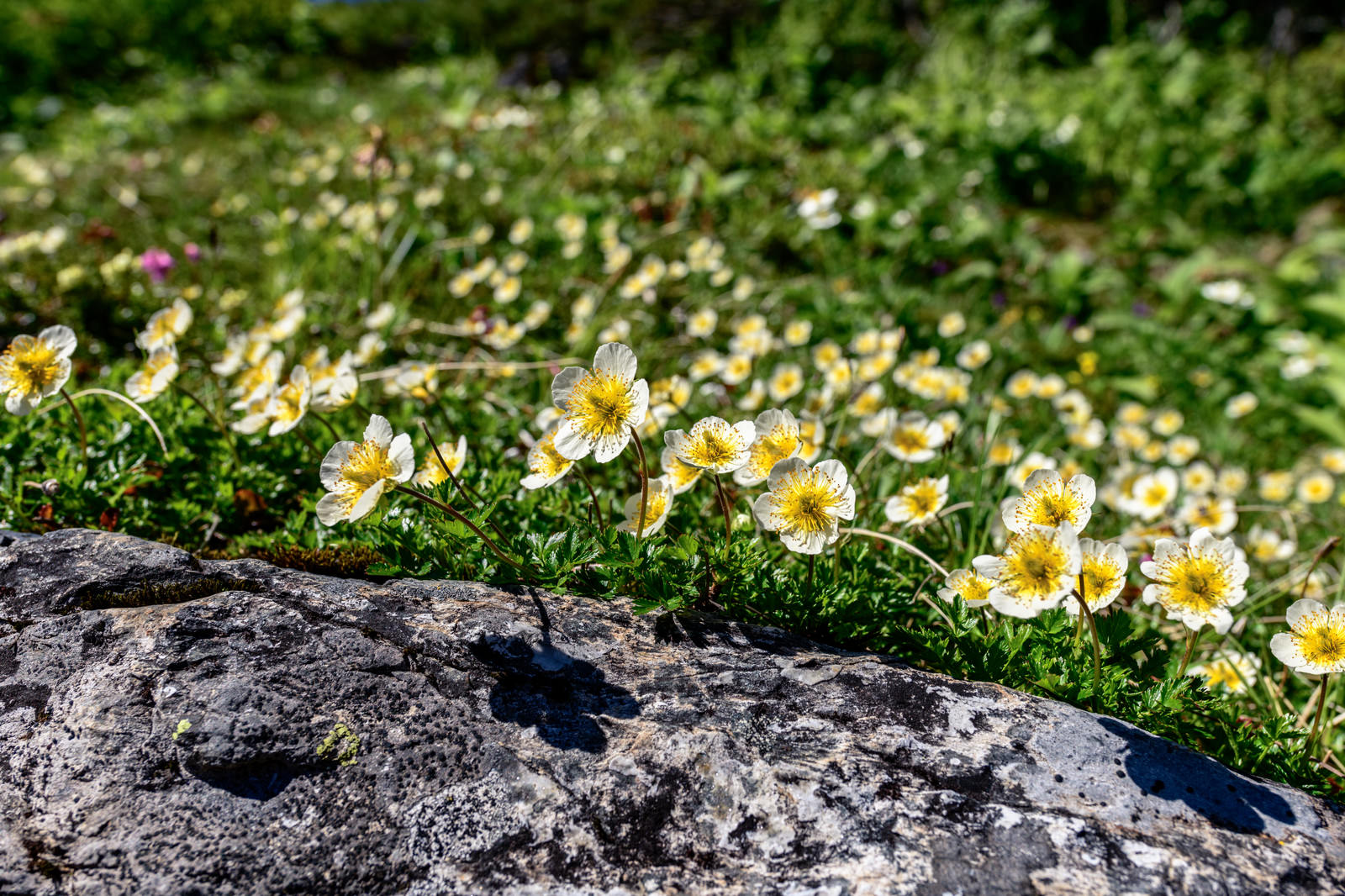 「チングルマの群生（高山植物）」の写真