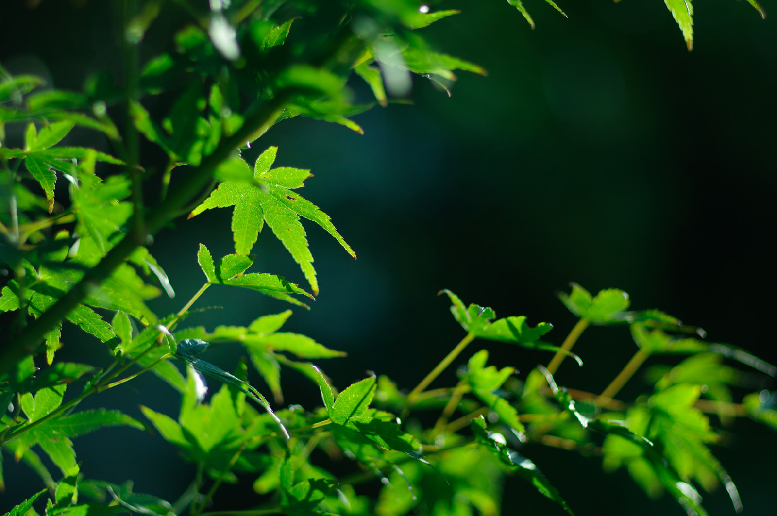 新緑の青もみじの写真 画像 フリー素材 ぱくたそ