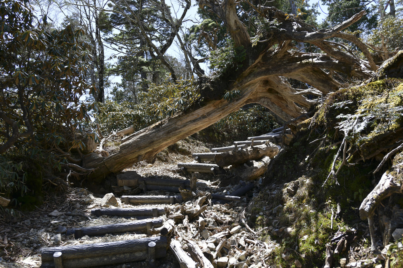 苔むした倒木 大台ヶ原大杉谷ルート の写真を無料ダウンロード フリー素材 ぱくたそ