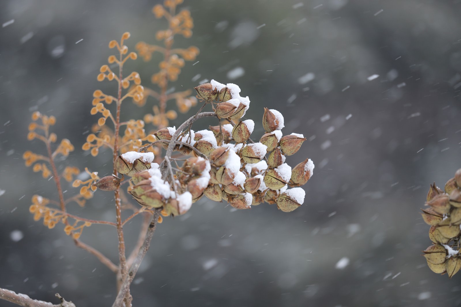 「木の実に積もる雪」の写真
