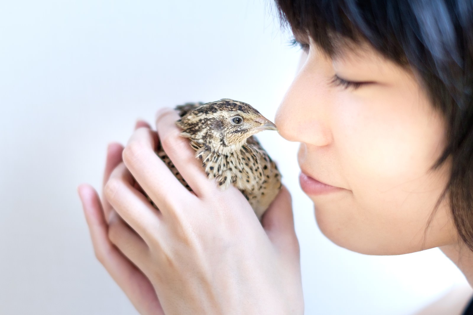 手乗りのウズラと女性の横顔のフリー素材