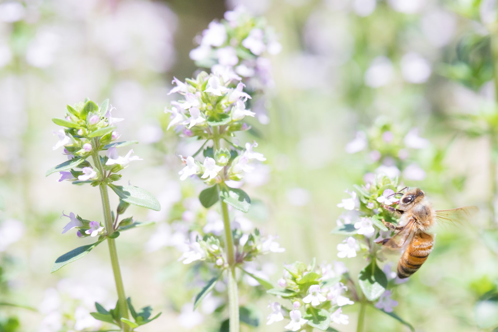 ミツバチには同じ花を訪れ蜜を集める習性があるの写真を無料ダウンロード フリー素材 ぱくたそ ミツバチには同じ花を訪れ蜜を集める習性があるの写真を無料ダウンロード フリー素材 ぱくたそ