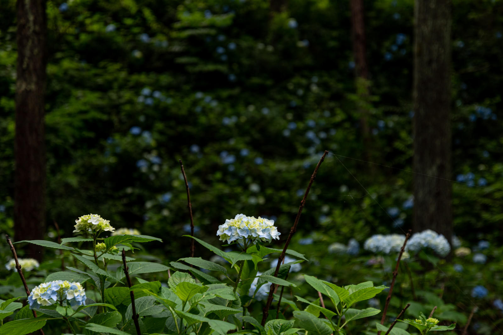 「公園内に群生する紫陽花（アジサイ公園）」の写真