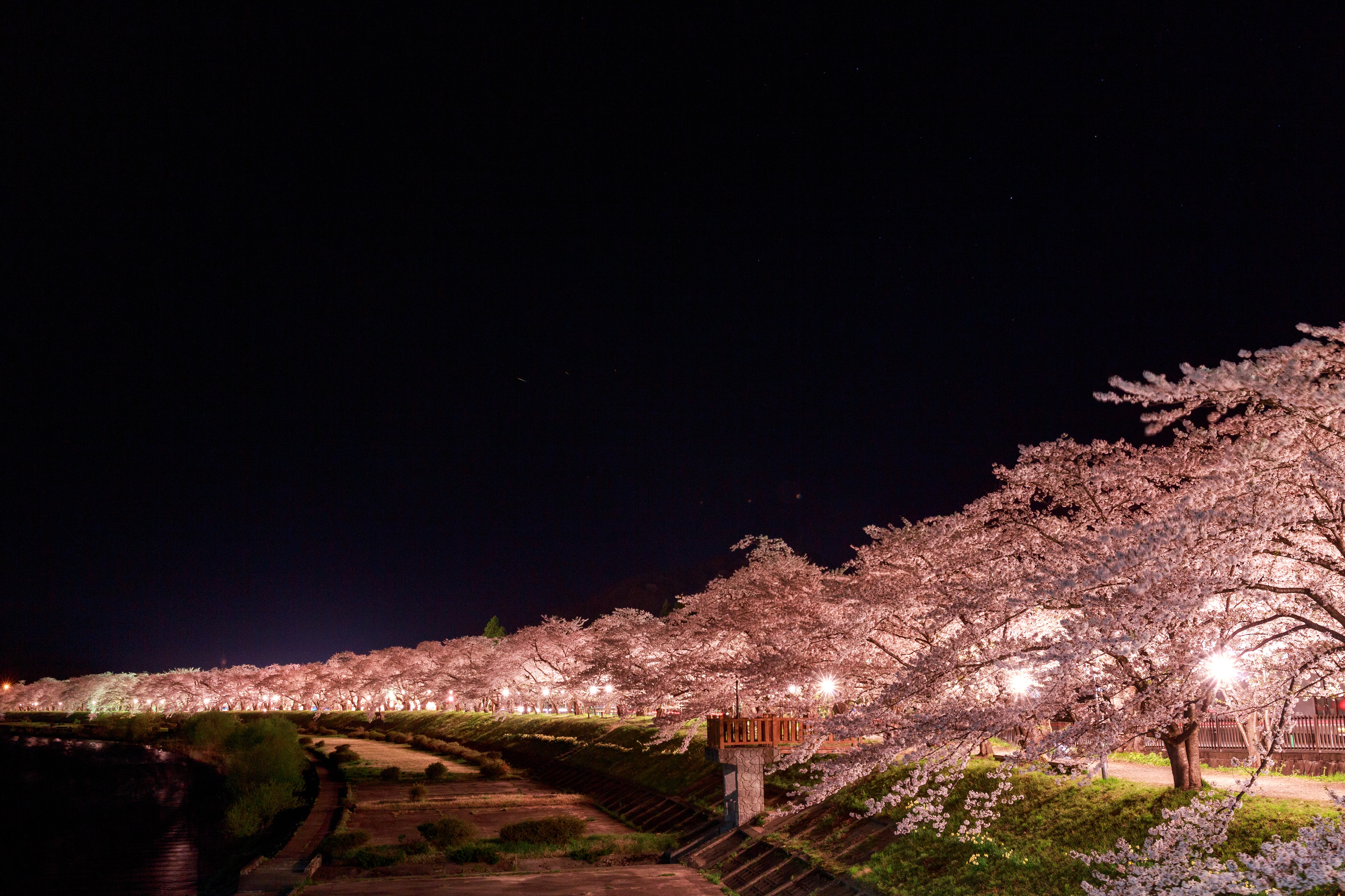 画像をダウンロード 夜桜 壁紙 最高のhd壁紙