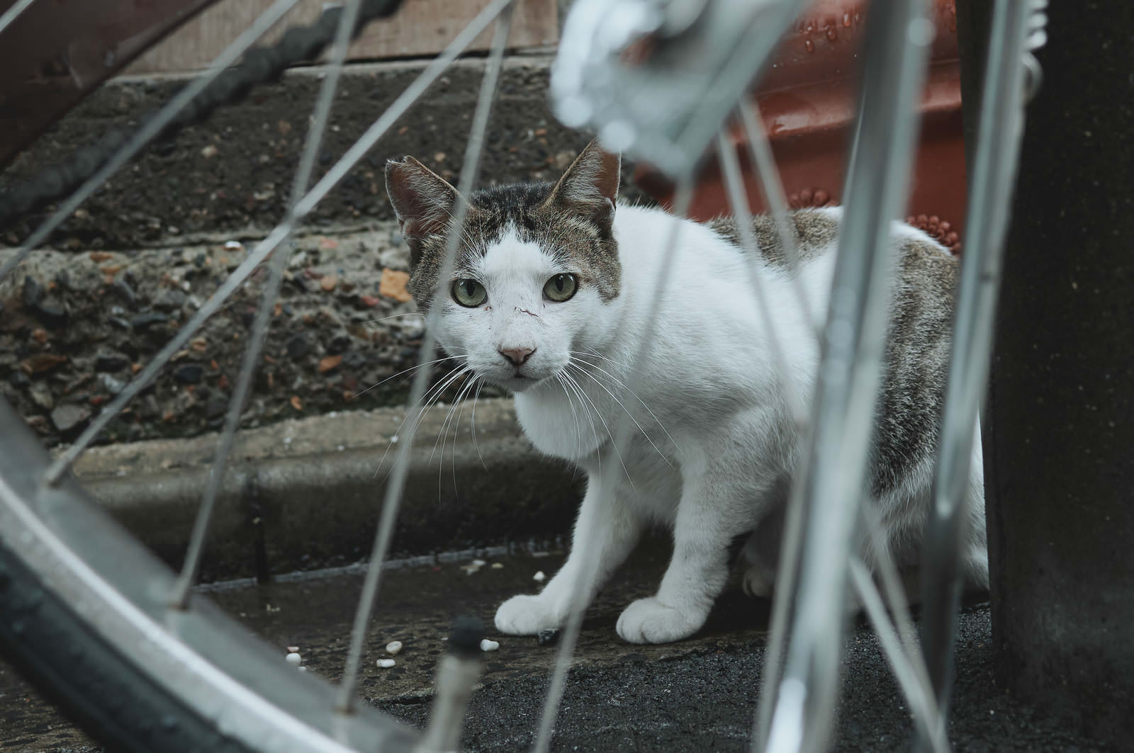 「自転車の車輪越しで身構える野良猫 | フリー素材のぱくたそ」の写真