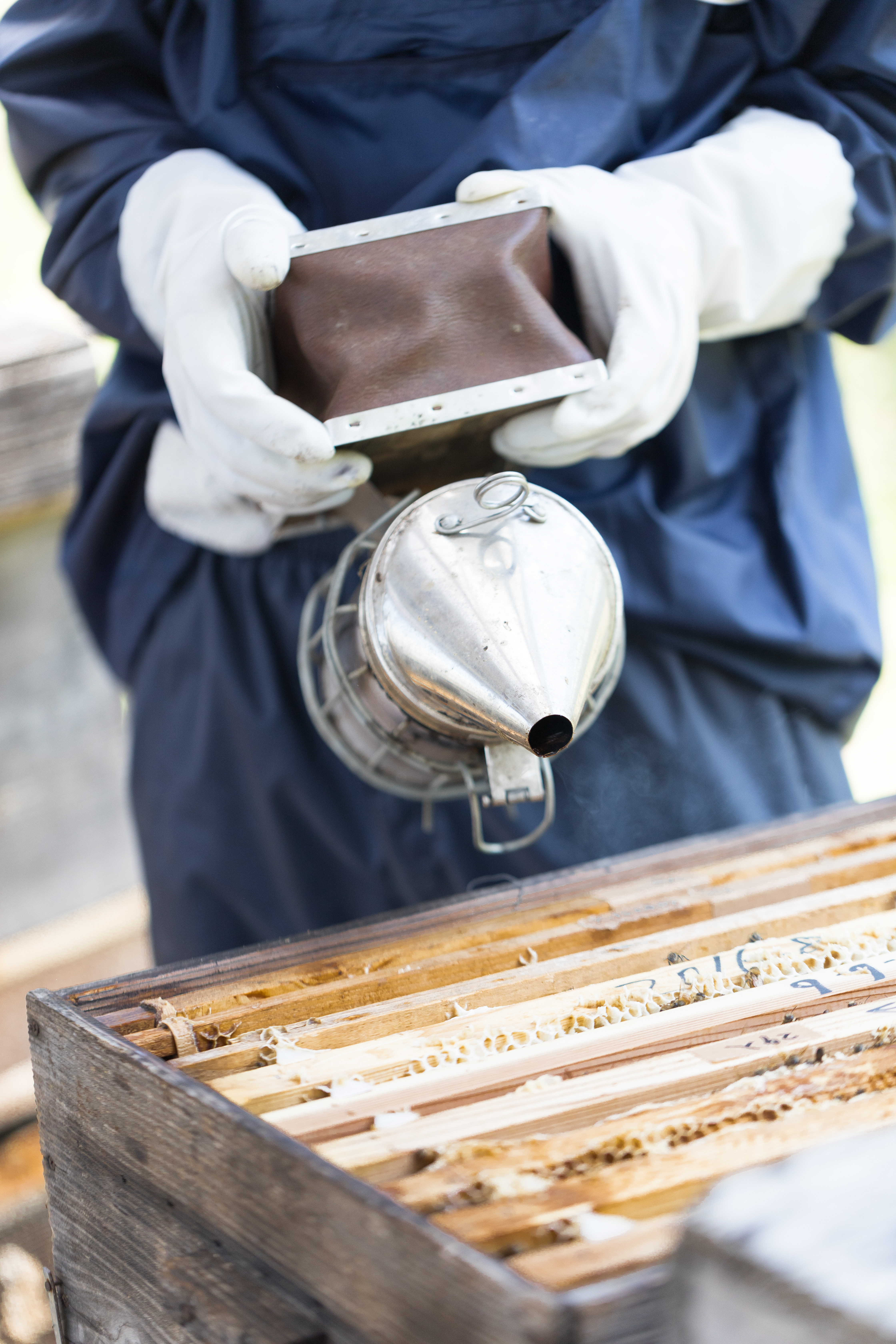燻煙器を使って蜂をおとなしくさせる 養蜂 の写真を無料ダウンロード フリー素材 ぱくたそ