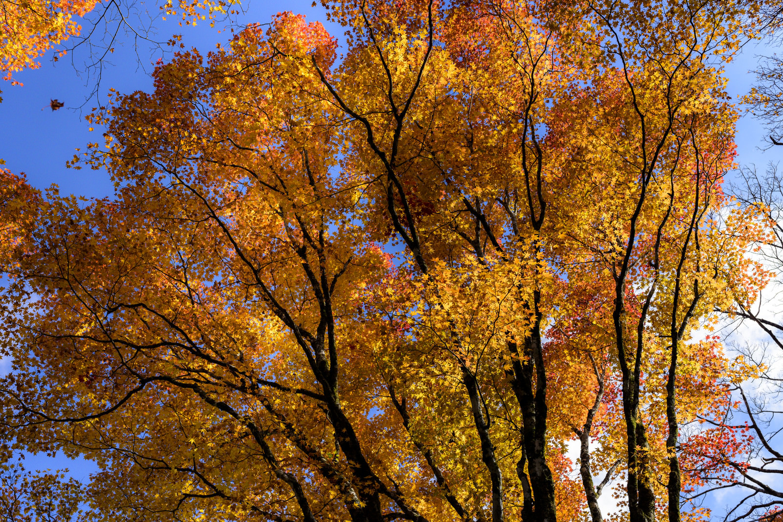 「オレンジ色に輝く紅葉の木々（天城山）」の写真