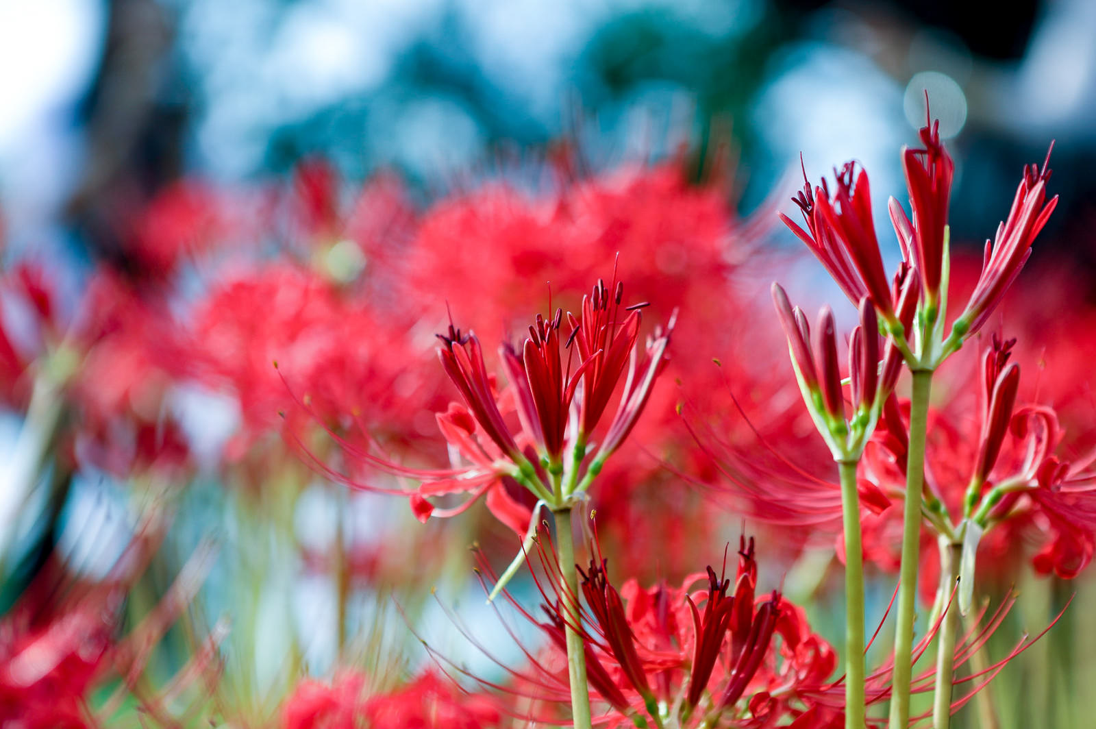 「開花前のヒガンバナの蕾 | フリー素材のぱくたそ」の写真