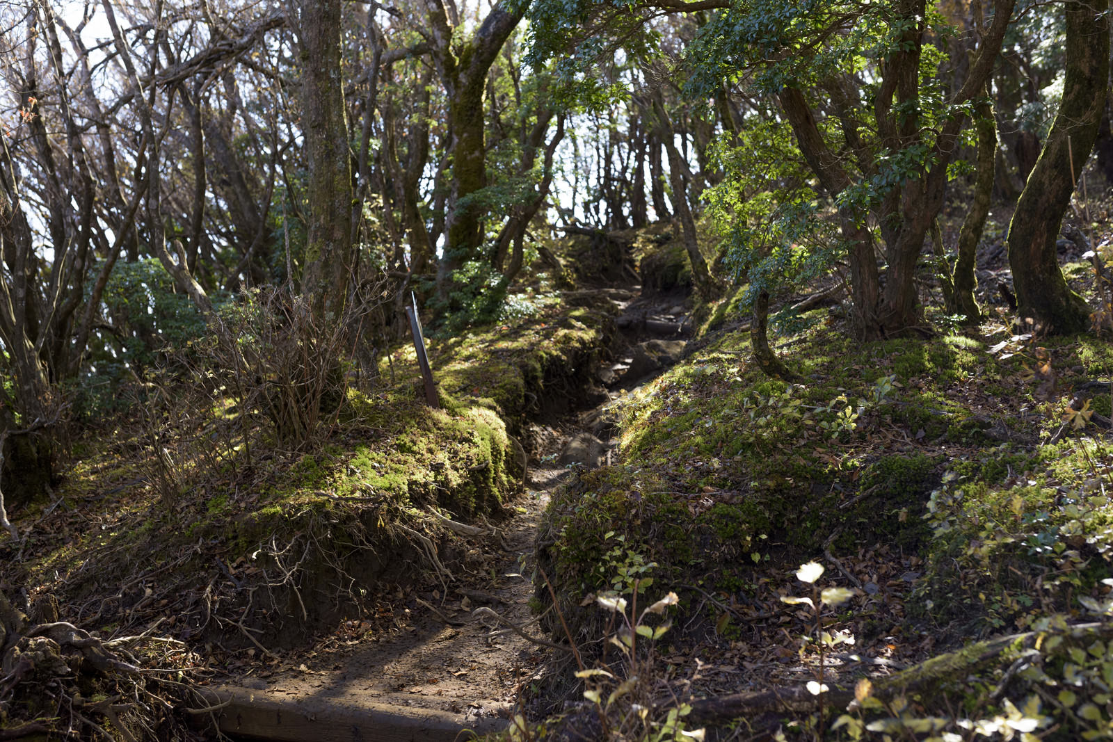 光が差し込む天城山の登山道の写真素材 ぱくたそ