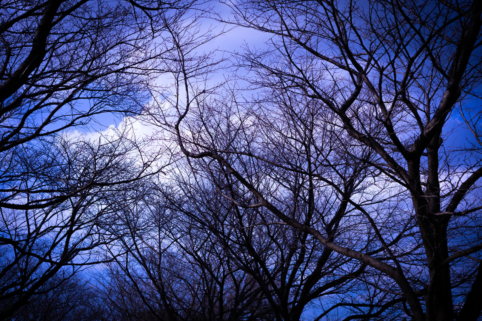 「不気味な色の空に張りめぐる枝 | フリー素材のぱくたそ」の写真