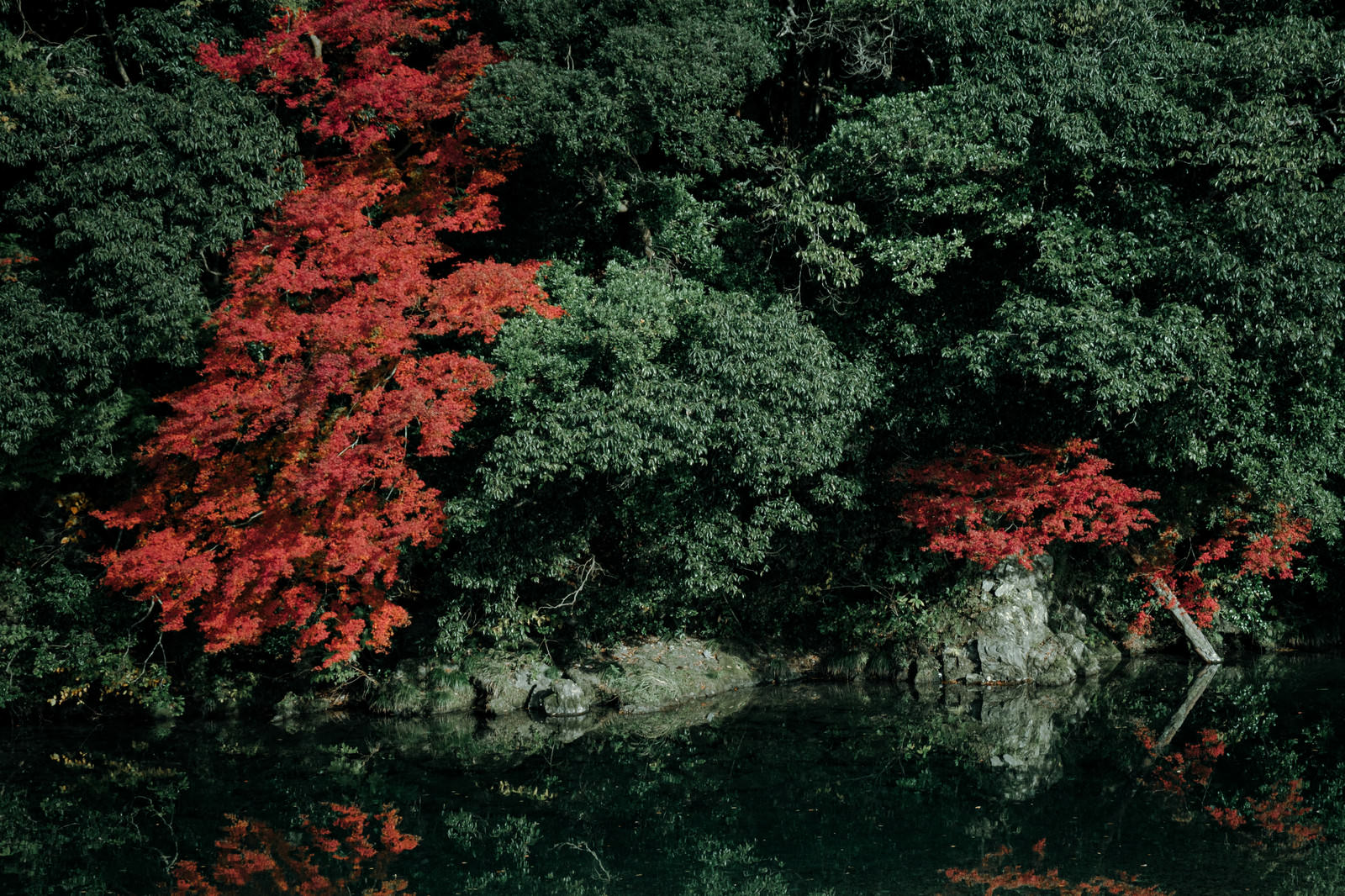 「紅葉した木々と湖面 | フリー素材のぱくたそ」の写真