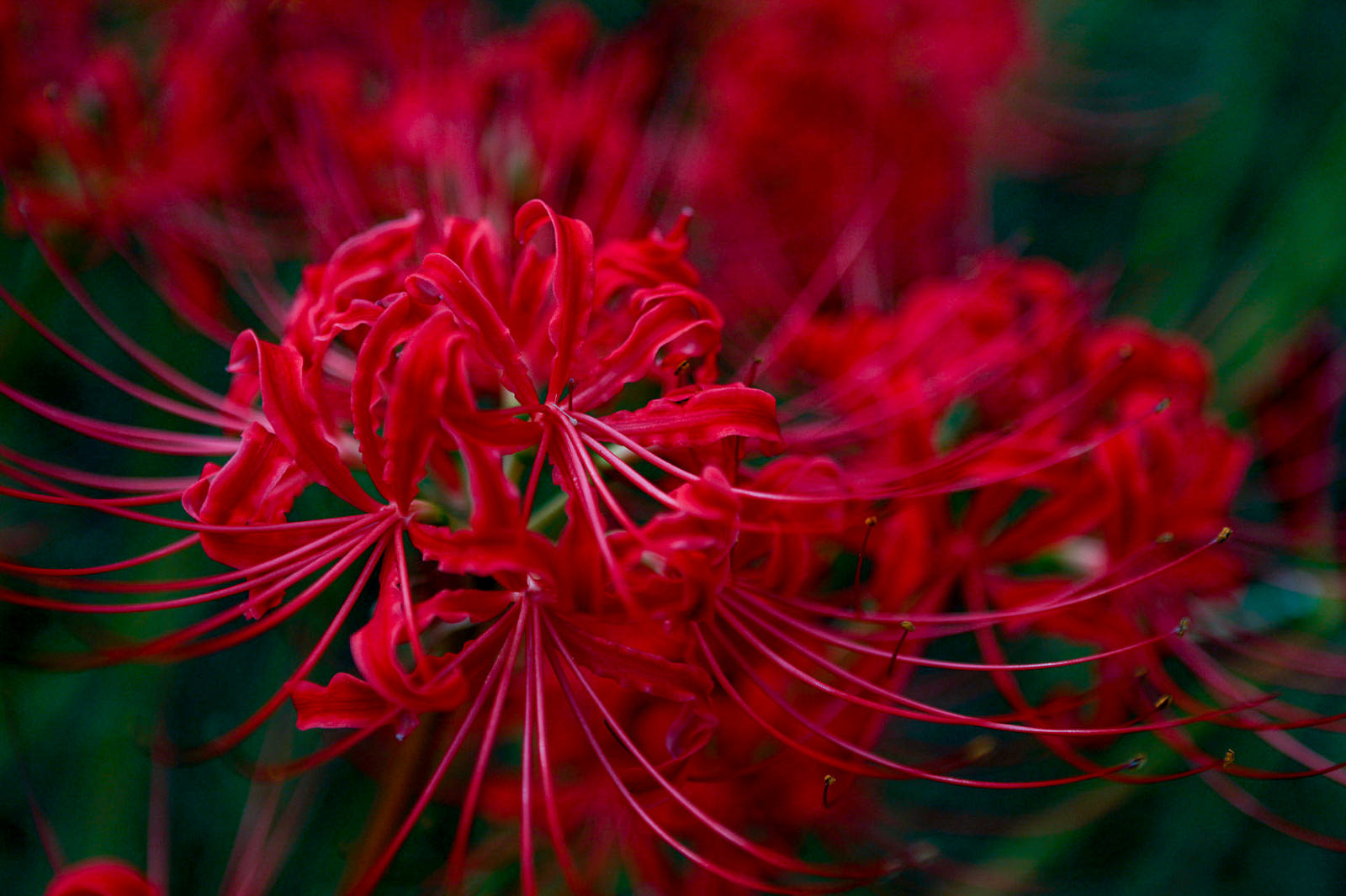 彼岸花 ヒガンバナ 曼珠沙華 の写真 画像 フリー素材 ぱくたそ