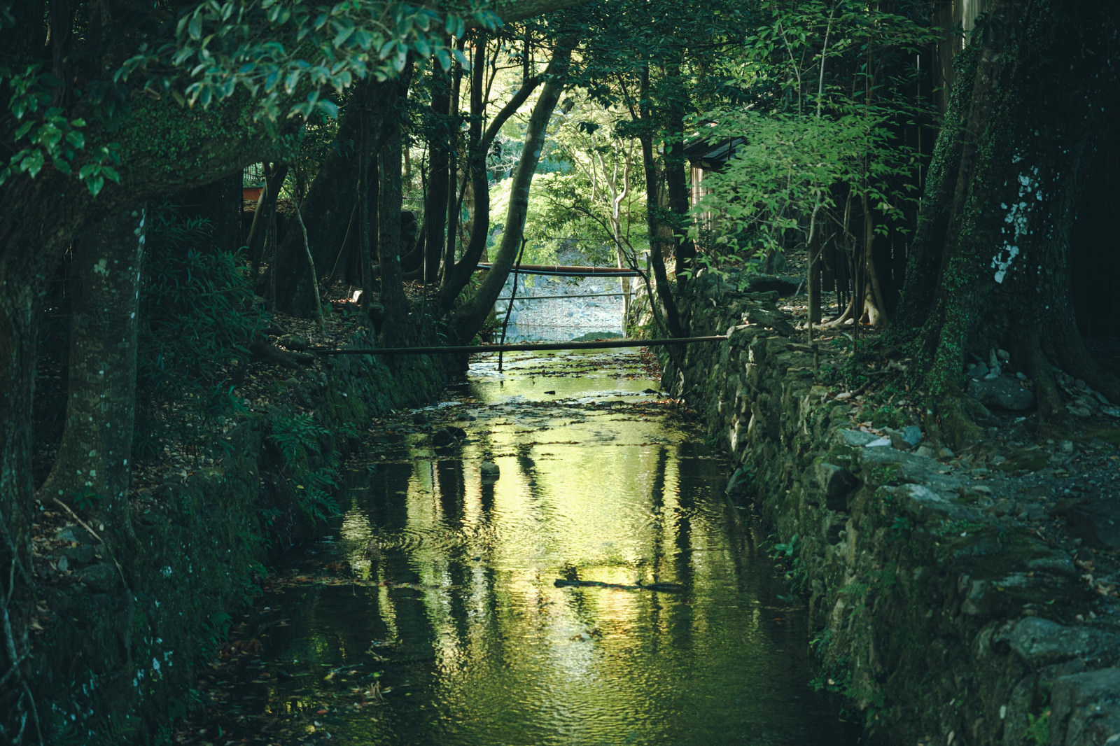 「木々の間を抜ける川 | フリー素材のぱくたそ」の写真