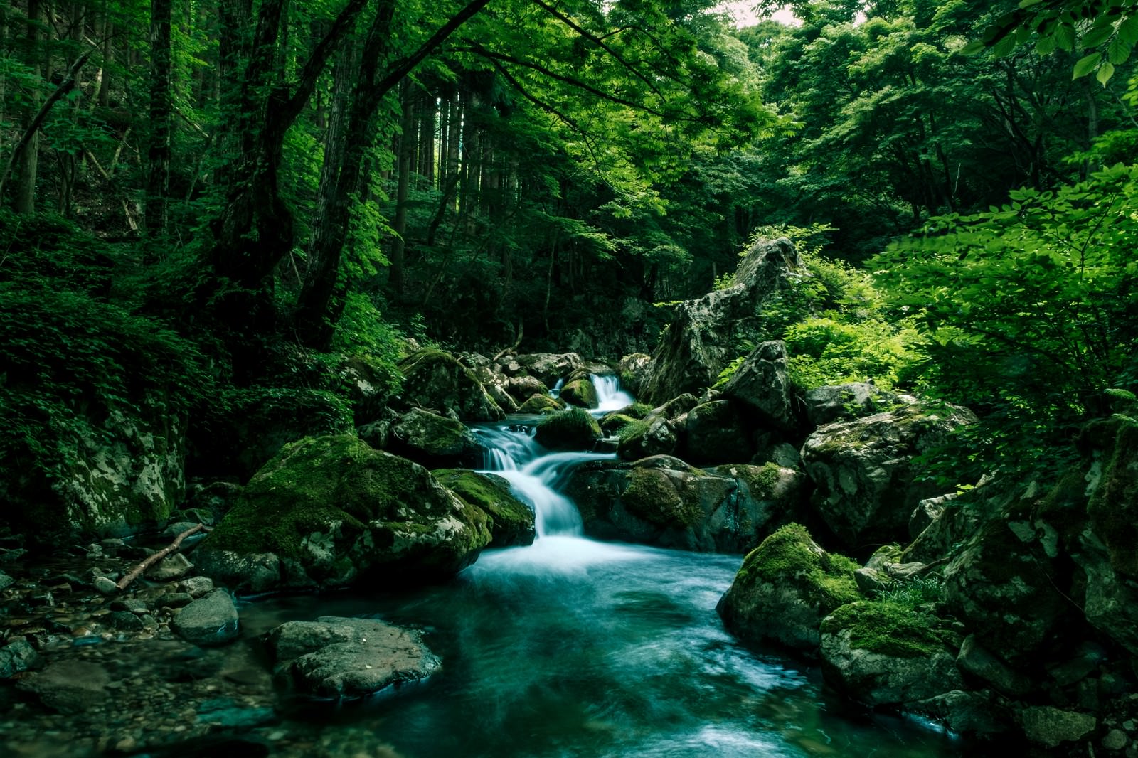 「深い森の中を流れる白賀渓谷」の写真