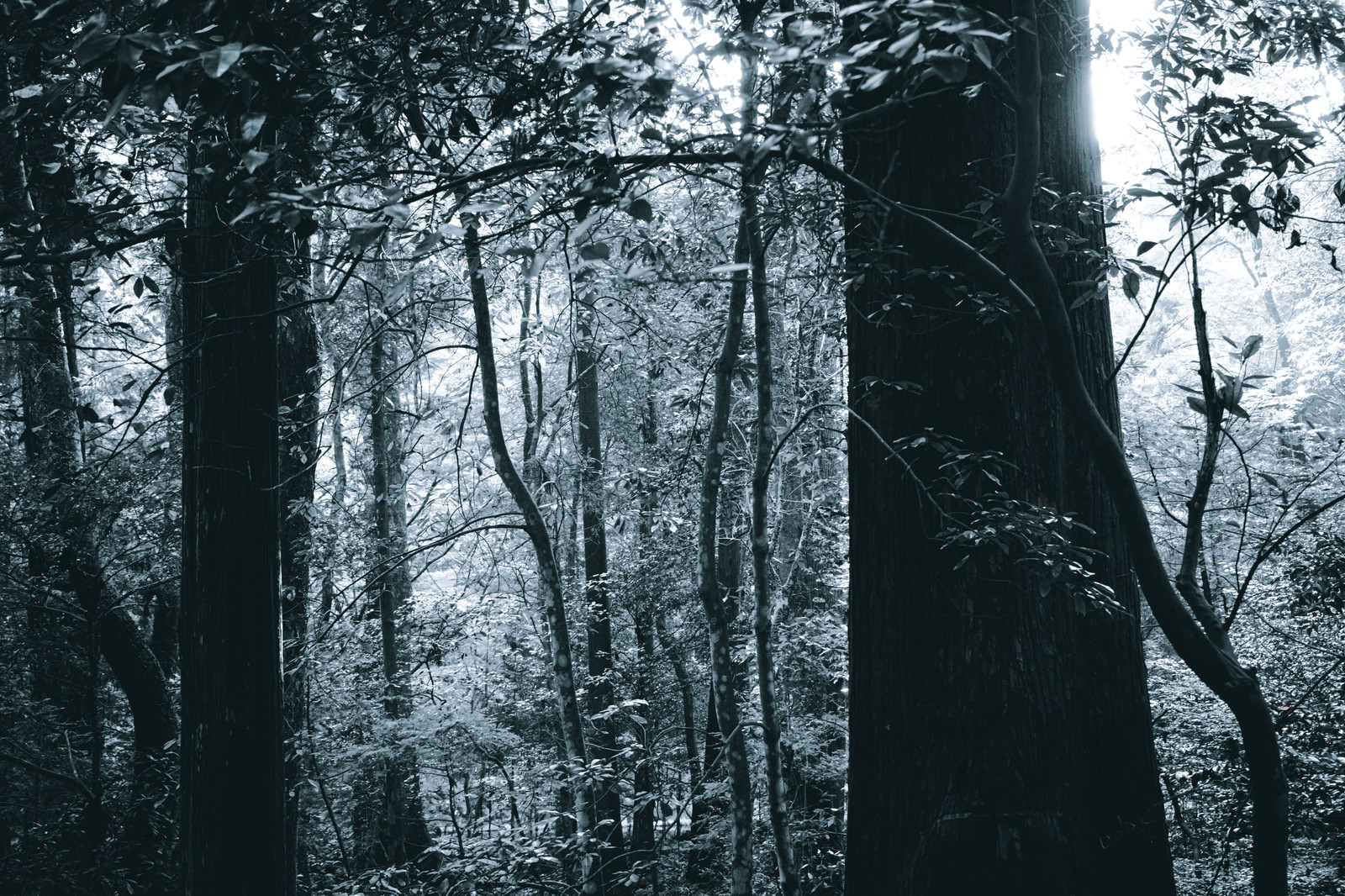 モノクロの森の写真素材 ぱくたそ