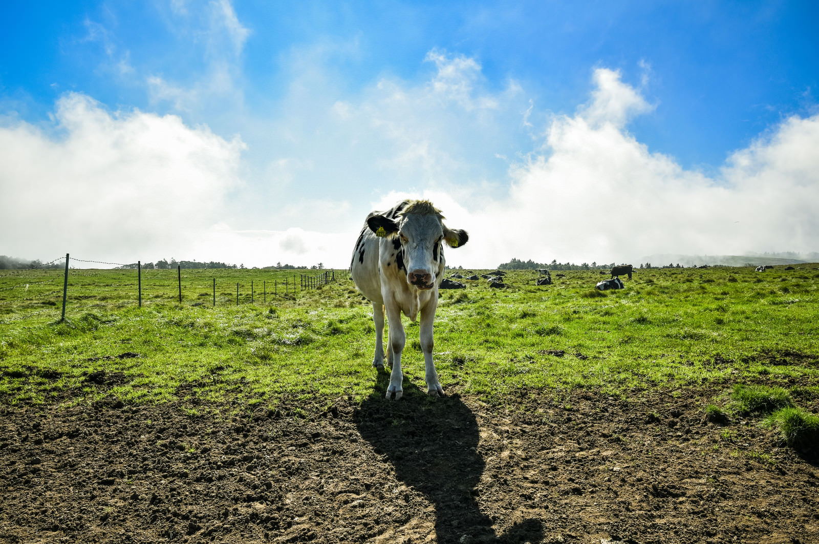 「牧場の牛が仲間になりたそうにこちらをみている！ | フリー素材のぱくたそ」の写真