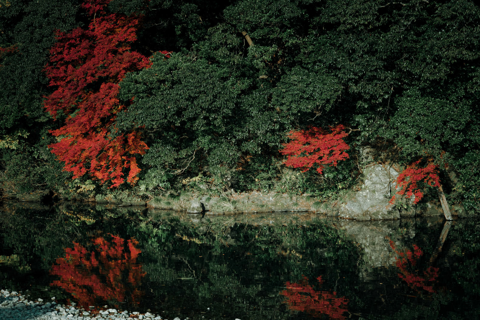 「川端の木々と紅葉」の写真