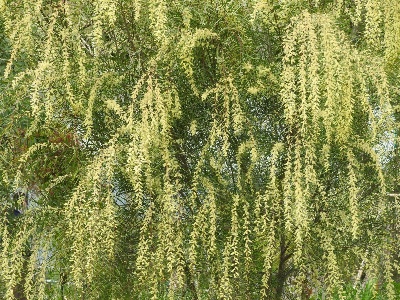 ふさふさのアカシアフロリバンダの写真素材 ぱくたそ