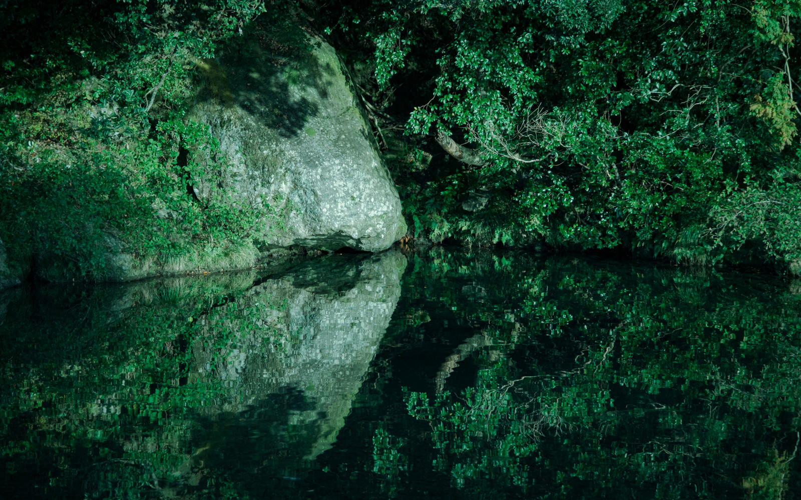 「揺らめく水面の木々」の写真