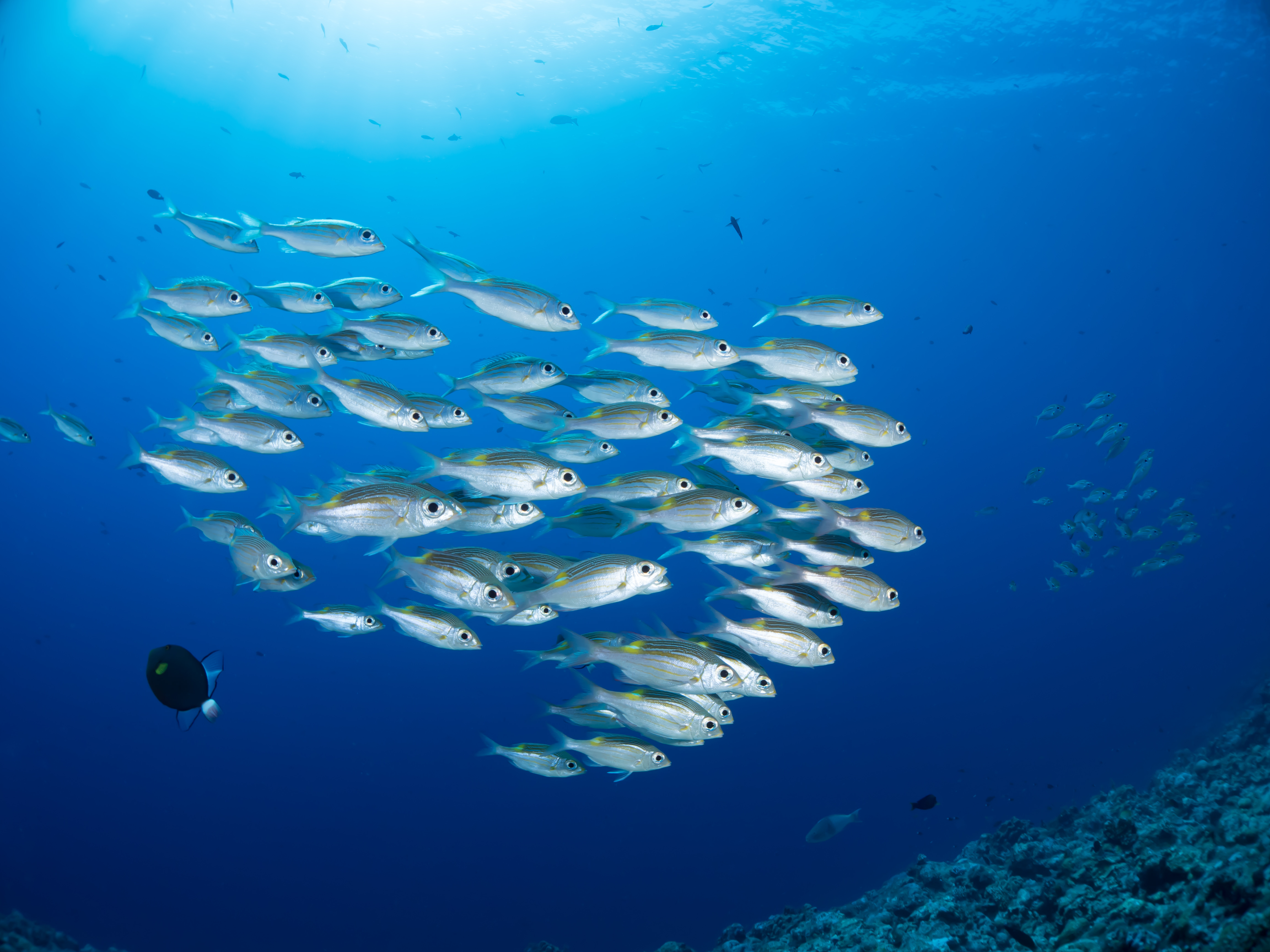 群れ で 泳ぐ 魚