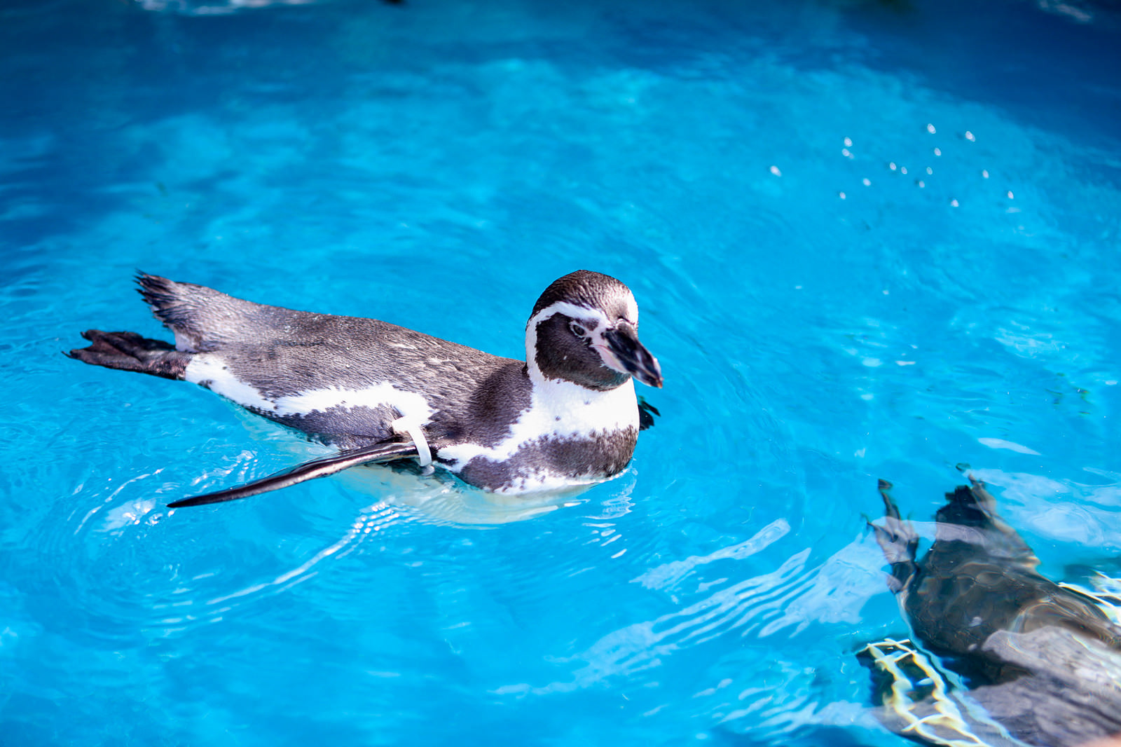 水族館のプールに浮かぶペンギンの写真 画像 を無料ダウンロード フリー素材のぱくたそ